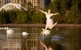 Tonya Milne jumping from the lake with swans by David Walker dance photographer.