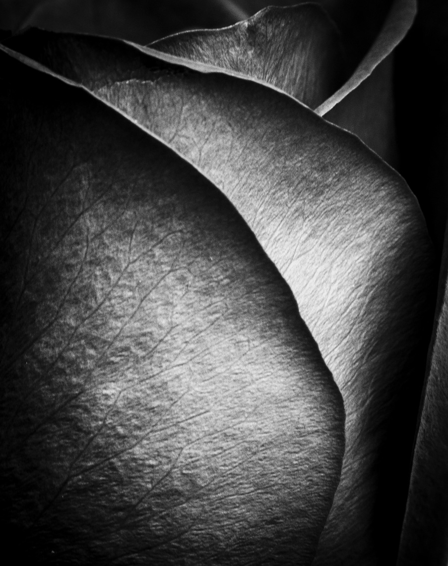 Black Rose Beauty Toronto Canada Dance and Performance Arts Photographer David Walker