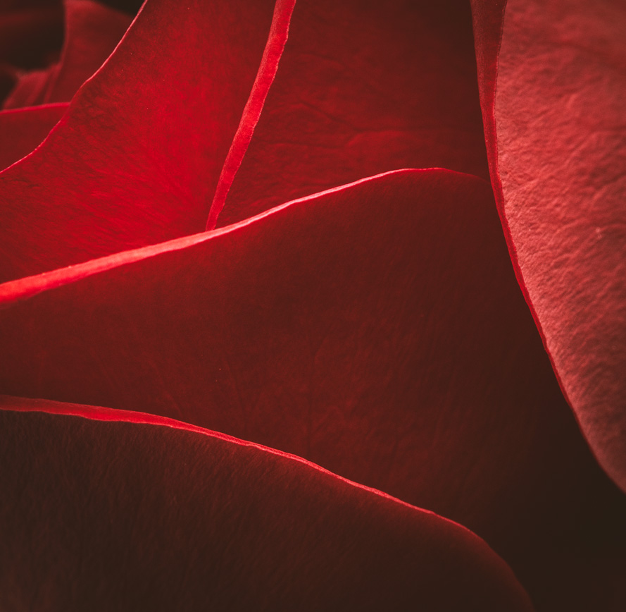 Red Rose Beauty Toronto Canada Dance and Performance Arts Photographer David Walker