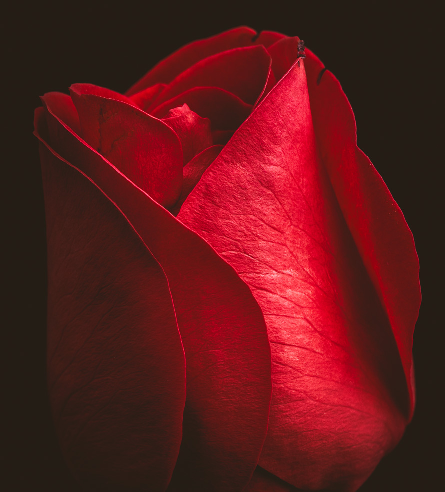 Red Rose Beauty Toronto Canada Dance and Performance Arts Photographer David Walker