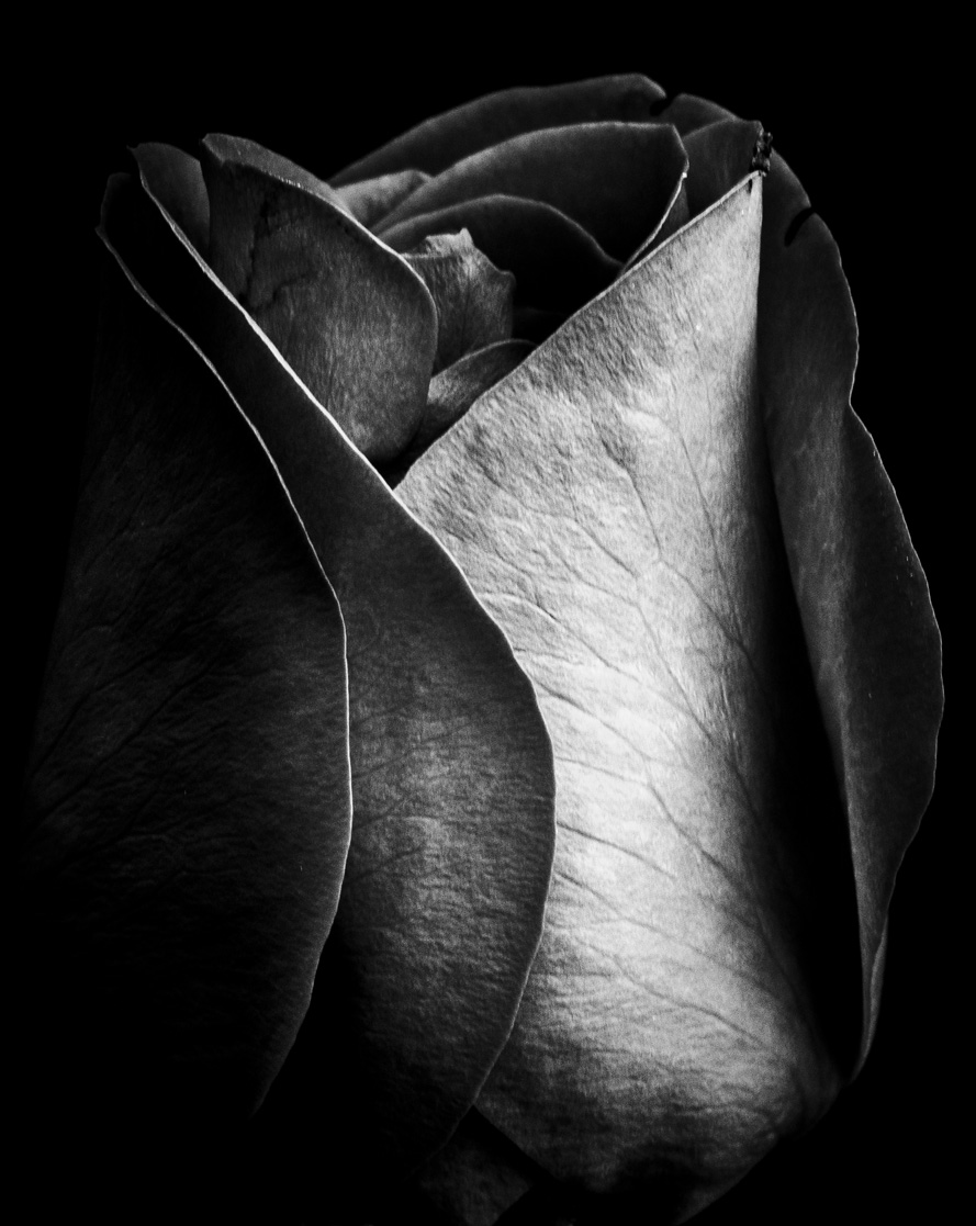 Black Rose Beauty Toronto Canada Dance and Performance Arts Photographer David Walker